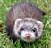 Critter